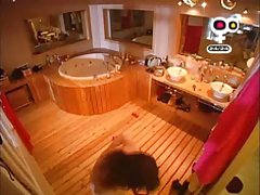 毛茸茸的泰国猫破坏