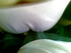 大公鸡